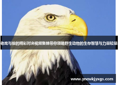 老鹰与狼的精彩对决视频集锦带你领略野生动物的生存智慧与力量较量